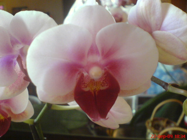 DSC03140 - Phalaenopsis