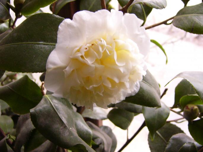 P1130039 - Camelia japonica