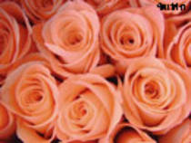 trandafiri roz - FlOrI fRuMoAsE