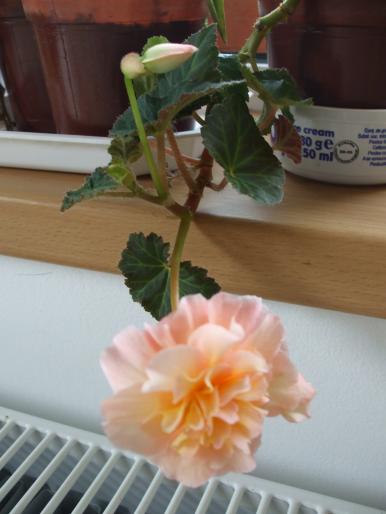 begonie - Flori