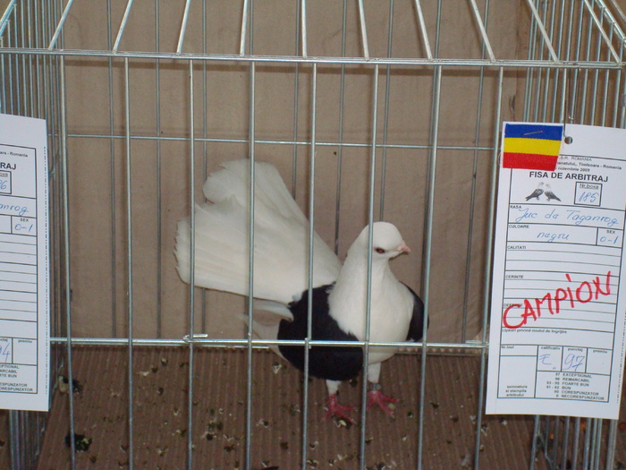 DSC04911 - Campioni de toate rasele la Expo Fauna Banatului 2009 Timisoara
