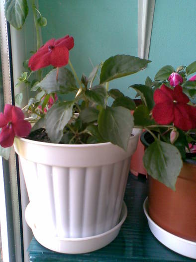 impatiens rosu