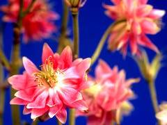 004 - poze cu plante