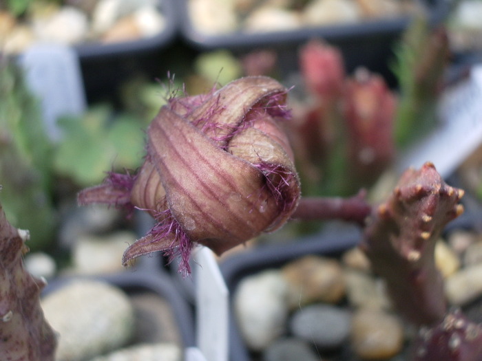 Stapelia schinzii - floare trecuta - Asclepiadaceae