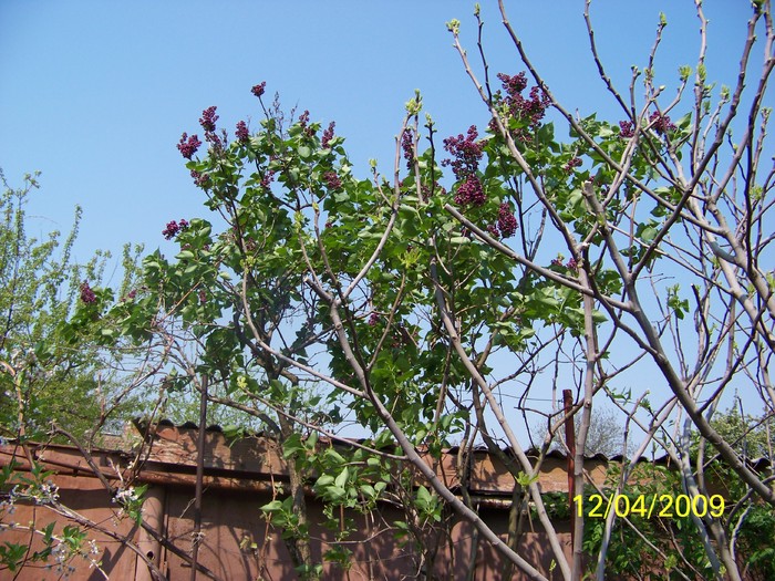 100_0497 - Primavara in curte  Timisoara