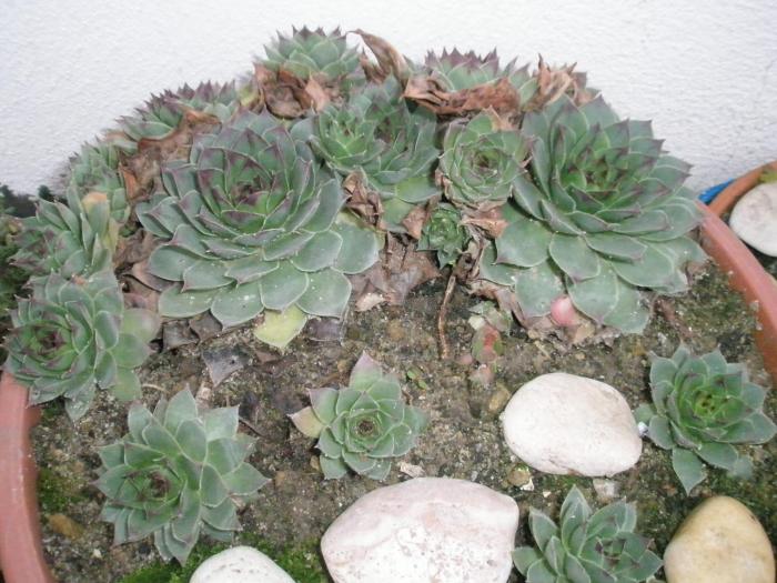 Sempervivum calcareum - plante de exterior - iarna 2008 - 2009