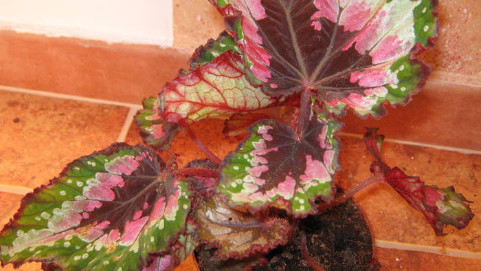 Begonia Rex - florile mele