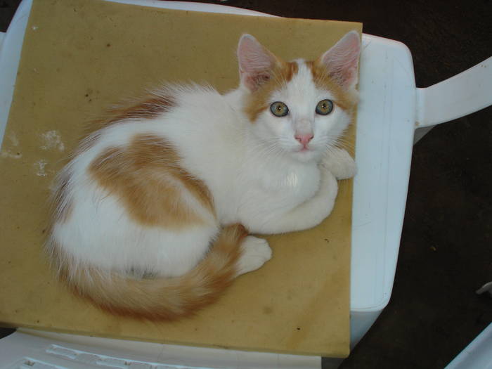 PRINTESICA