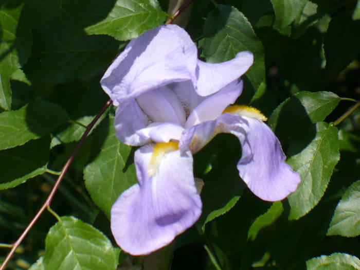 Iris