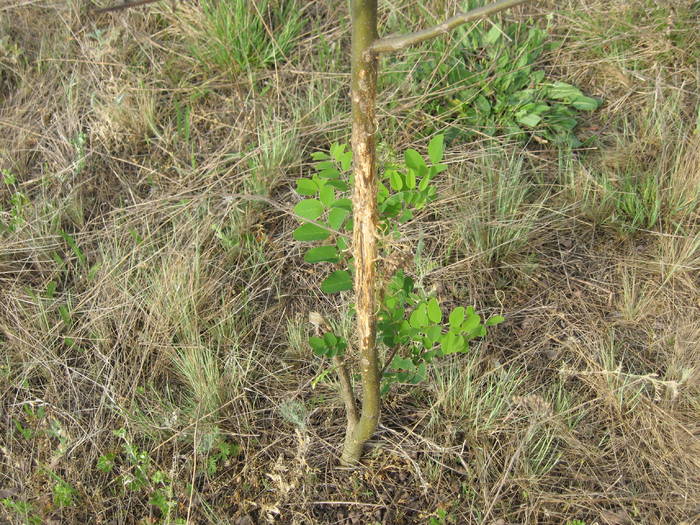 IMG_3495 - salcim I si II 2009