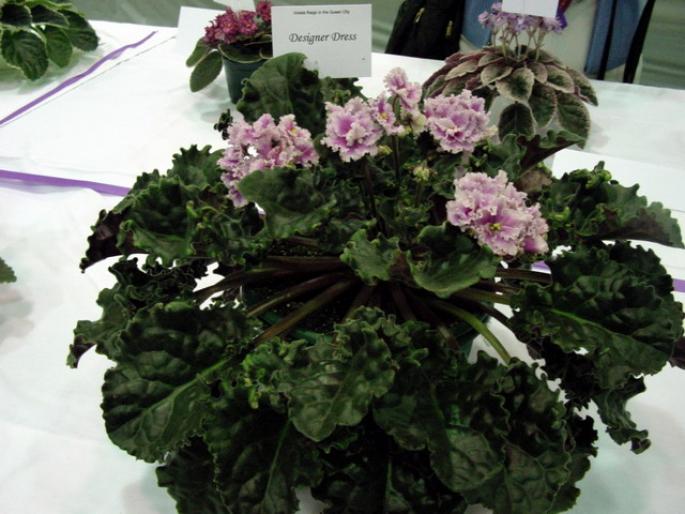 Designer_Dress_2005avsa - violete de pe net