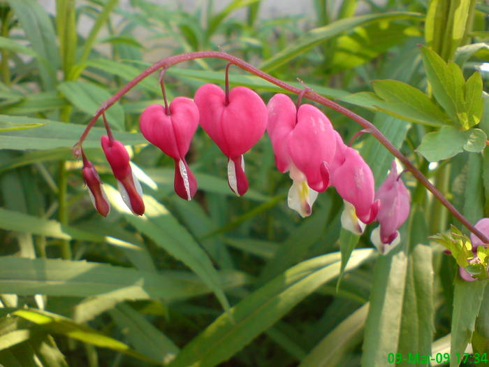 Dicentra - Gradina Penelopei in luna mai