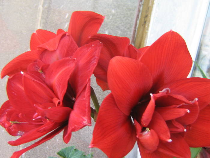 phottos 142; red nimph
