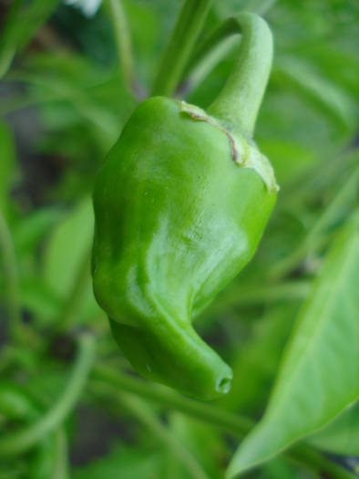 Padron Pepper (2009, July 10) - Padron Pepper