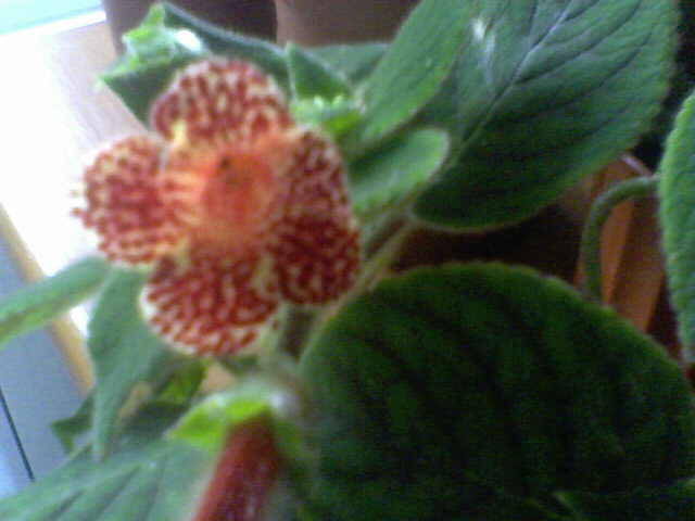 Picture 018 - florile mele