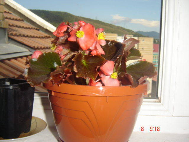 DSC00315 - florile mele