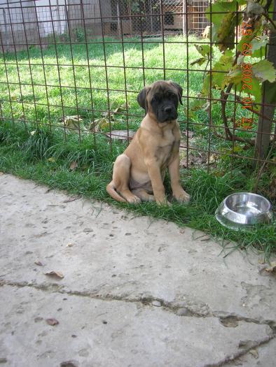 femela bullmastiff - Caini