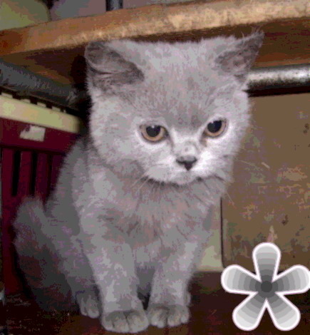 British Shorthair; motanel 3 luni jumate
