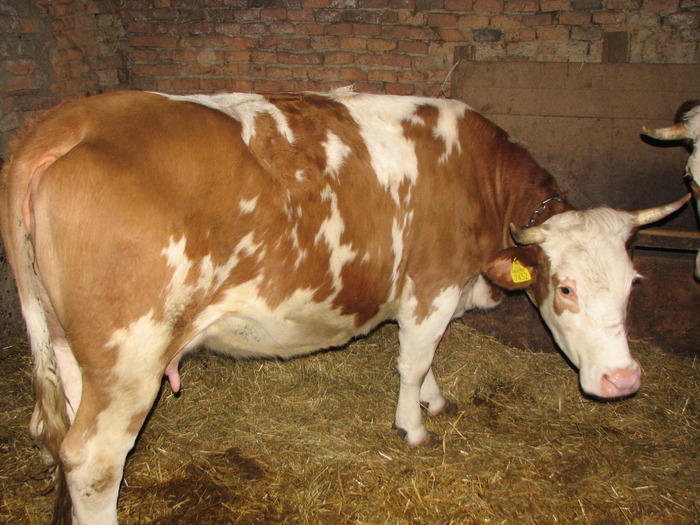 vaca Bujoara 4 ani, BR, - Bovine 2010