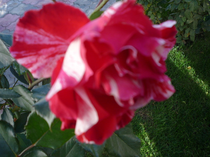 P1010840; trandafir rosu cu alb
