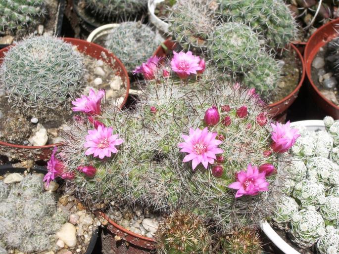 Mammillaria zeilmaniana - cactusi