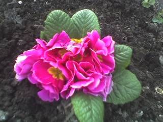 04-04-09_1722 - GRADINA 2009