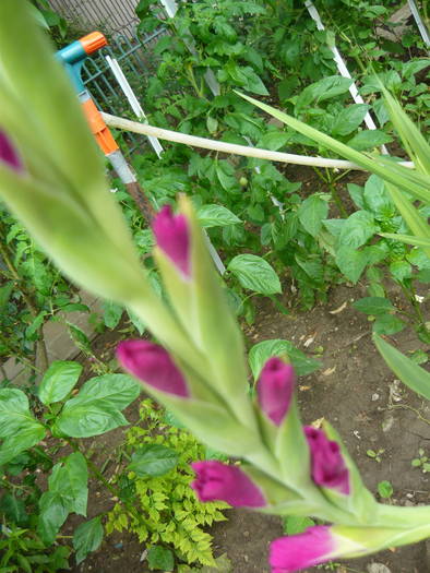 P1000894 - GLADIOLE SI CRINI