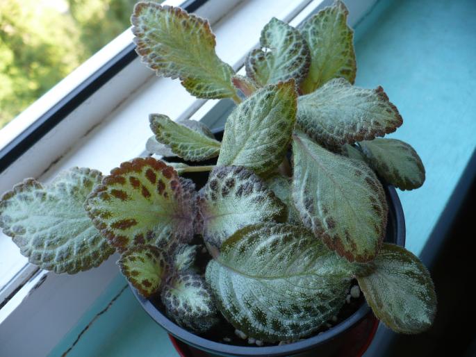 P1040157 - Episcia cupreata