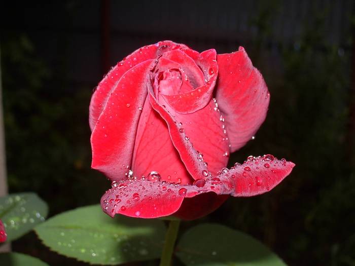 trandafiri9-full - Just picture