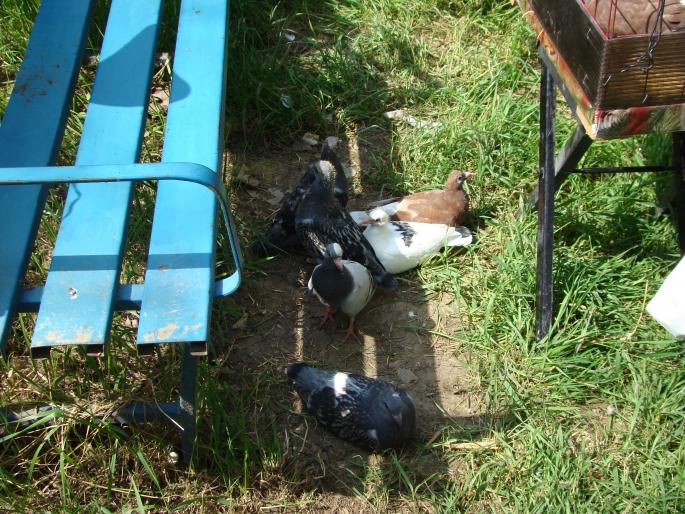 DSC00687 - 18-05-2008