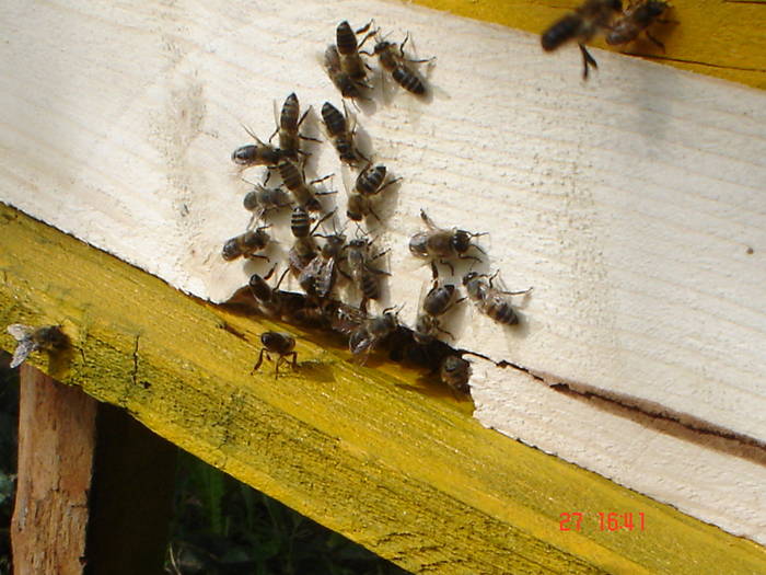 DSC05927 - ALBINUTZELE MELE