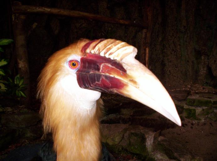 190 centru papag. 6 oct 2007 (37)