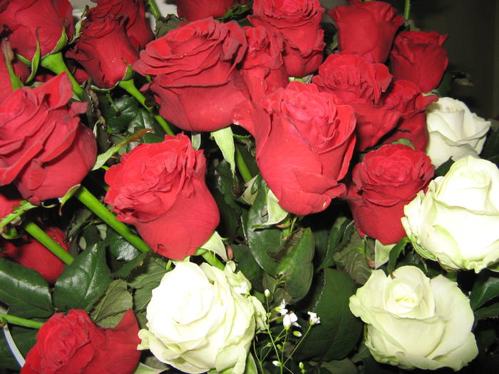 11.05 038 - my roses