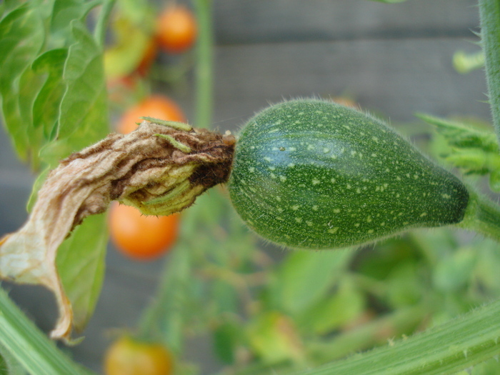 Pumpkin_Tartacuta (2009, Aug.29)