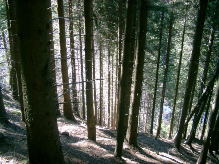 04120074 - Iezer-Papusa