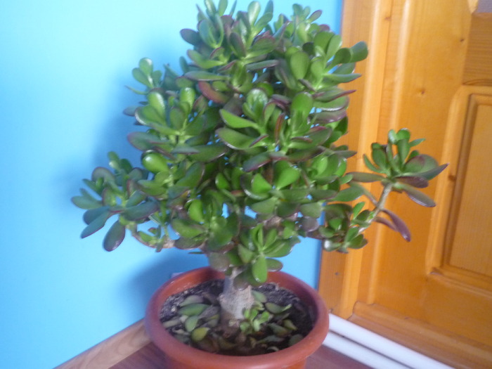 floare de jad - dragele mele flori 2009