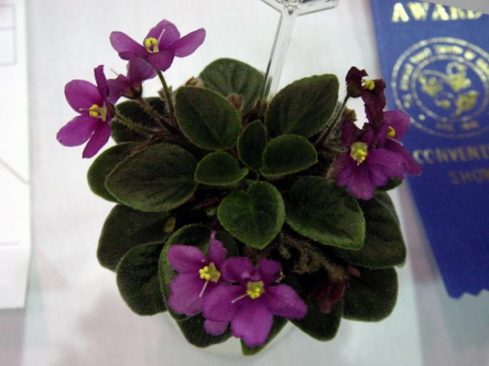 robs_rinky_dink_2005avsa_2 - violete de pe net 1