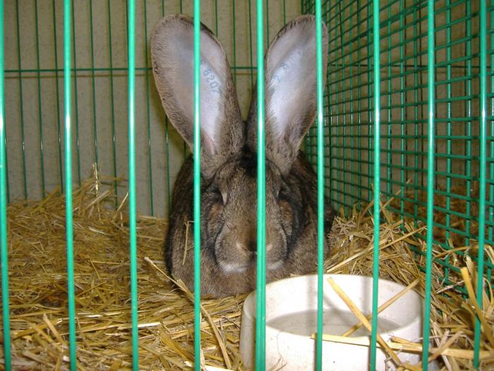 Nitra 06.12.2008 027