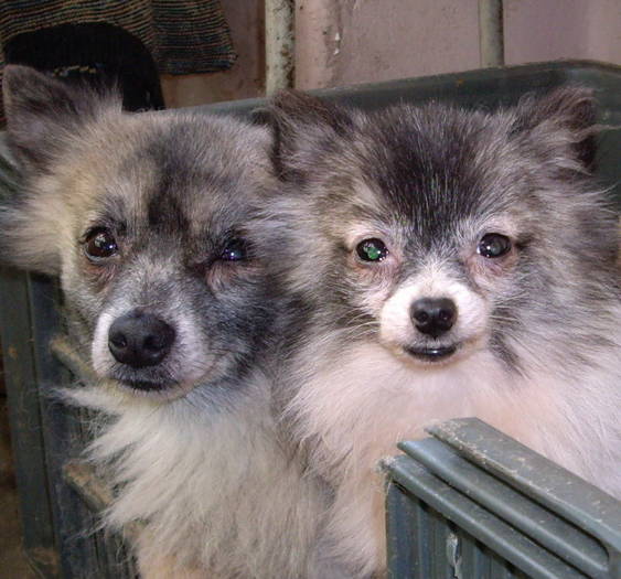 Spitz; Ginny si Feea mama si fiica
