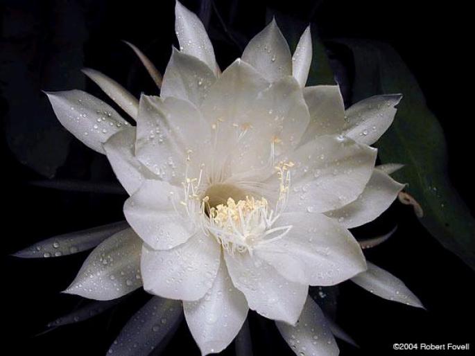 queen in full bloom - Ezoterismul Florilor