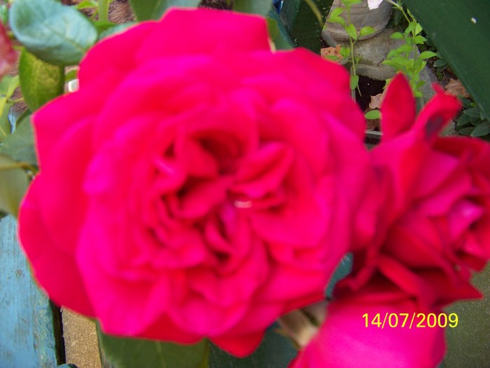 100_7730 - Iulie 2