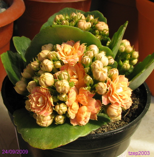 Kalanchoe blosfeldiana - Suculente