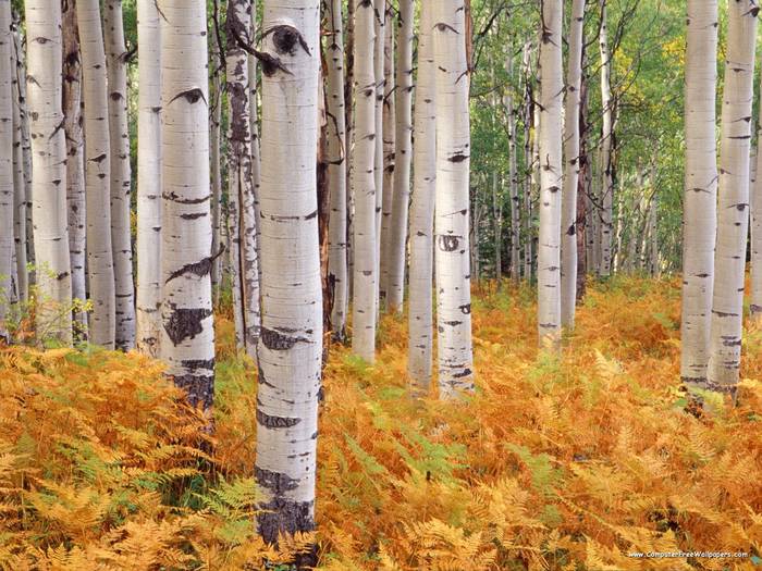 Aspens, Gunnison National Forest, Colorado