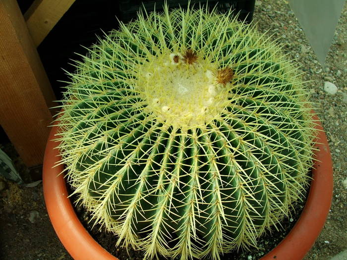 Echinocactus grusonii - 2009