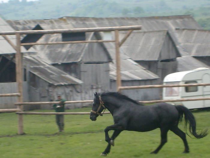 Zoro - Zoro ARMASAR Lipitan Negru