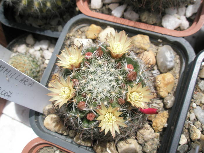 Mammillaria de la Gino - 19.05