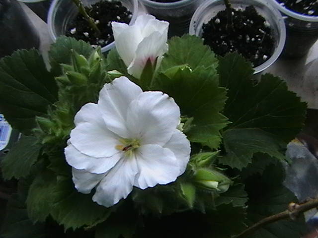 11.03 - alte plante 2009