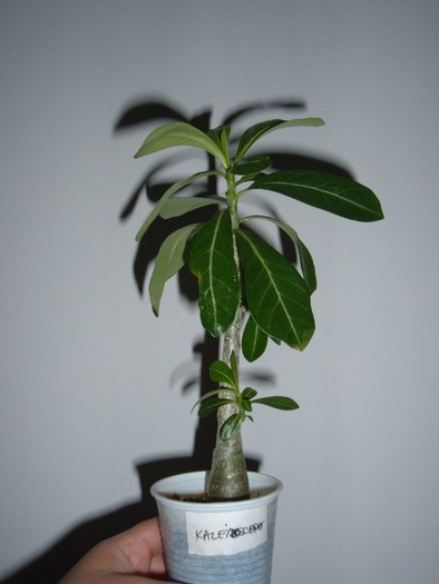 adenium kaleidescope(fata) - adenium