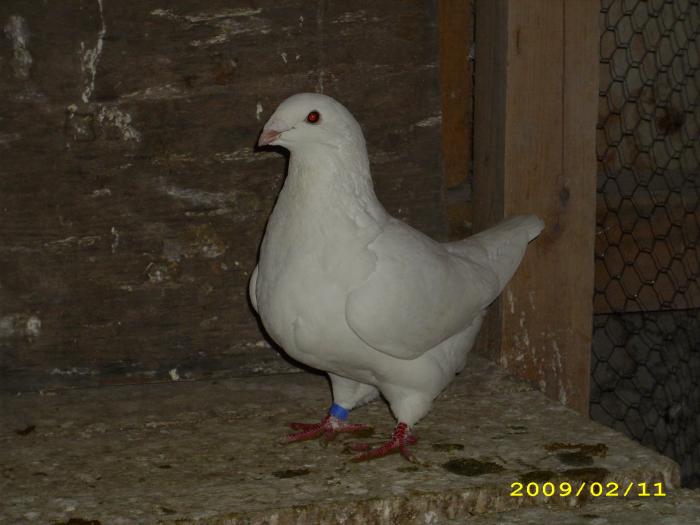 femela 2008 - nastase