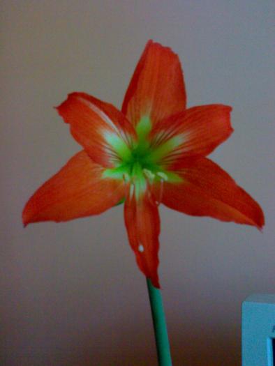 Hippeastrum portocaliu - Hippeastrum sezon 2008